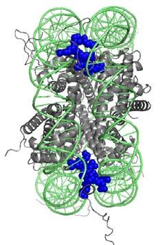 Position of HBR in the nucleosome structure.