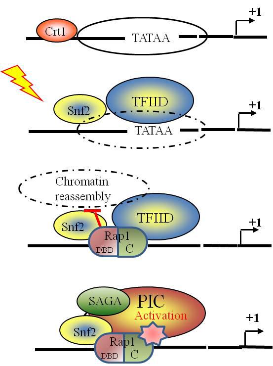 Repressed State Crt1 bind to X Boxes Activated State Crt1 recruit TFIID and the SWI/SNF complex Rap1 engage on the promoter, act as: 1) place holder to prevent the reassemble of nucleosome over