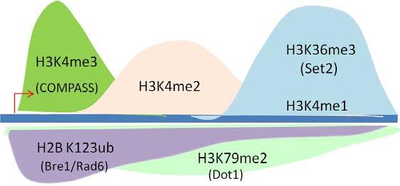 Figure 1-2. Genome wide distribution pattern of histone modifications from a transcription perspective.