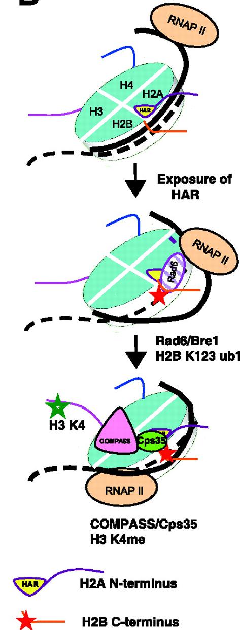 Figure 3-7. H2A trans-tail regulation of H2BK123ub1-H3K4me Model for the regulation of histone modifications by the HAR.