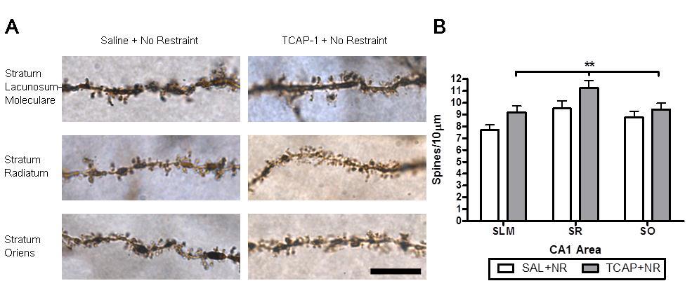 118 Figure 4.2: Effects of repeated injections of TCAP-1 on dendritic spine density in the CA1 region of the hippocampus.