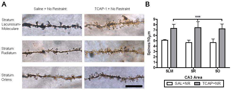 119 Figure 4.3: Effects of repeated injections of TCAP-1 on dendritic spine density in the CA3 region of the hippocampus.