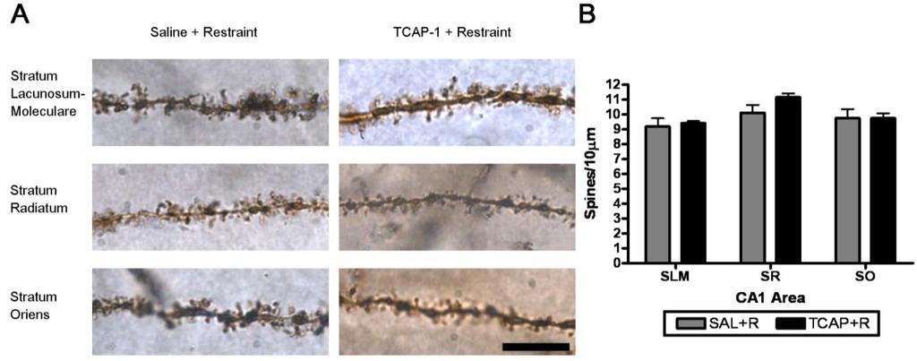 120 Figure 4.4: Effects of repeated injections of TCAP-1 on dendritic spine density in the CA1 region of the hippocampus under repeated restraint conditions.