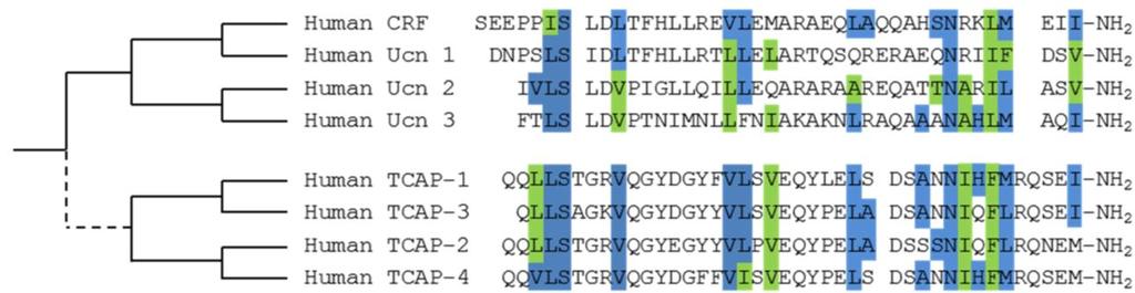 26 In an attempt to identify CRF-like paralogues, a Ucn 1 probe was used as a low-stringency screen on a rainbow trout cdna library.