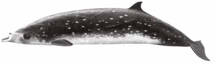 Blainville s beaked whale Mesoplodon densirostris Large horn-like teeth erupt from lower jaw (males) Flattened forehead Pale blotches all over