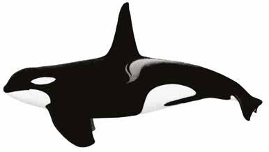 Killer Whale Orcinus orca Dorsal fin straight and tall on males, lower and slightly falcate on