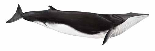 Fin whale Balaenoptera physalus Single median ridge on the