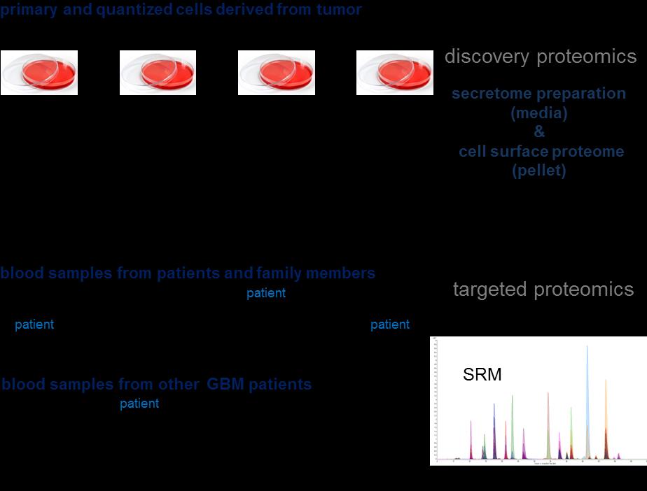previously. Even though these two patient samples were not subjected to WGS, we included the parental cell lines for comparative proteomic analysis.