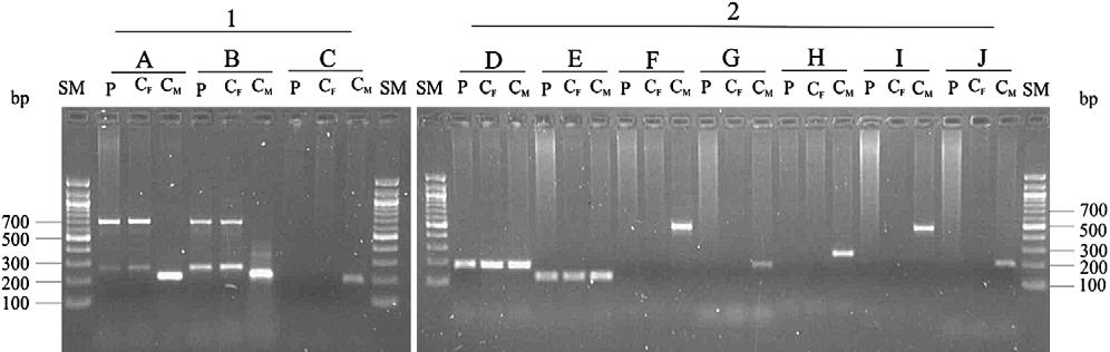 FIGURE 3 An example of PCR amplification of the gene (1) and seven additional Y fragments (2) in a patient with M ullerian aplasia (P), healthy female control (C F ), and healthy male (C M ).