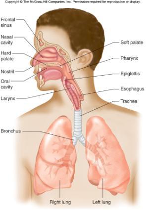 Describe the factors that influence the control of breathing. Identify affects and symptoms of common respiratory disorders.