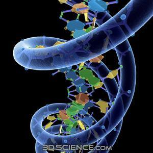 Nucleic Acids Nucleic acids store and transmit hereditary,