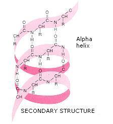 Primary structure- the sequence of its amino