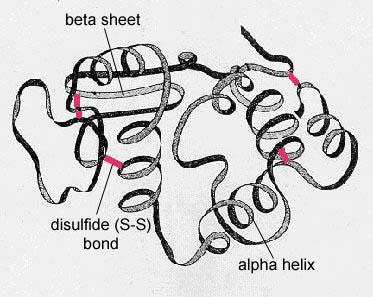 Tertiary Structure of a Protein or Polypeptide Lesson Overview