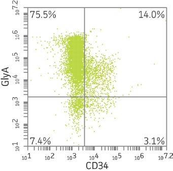 Expression of erythroid lineage markers on differentiated BM and CB CD34+