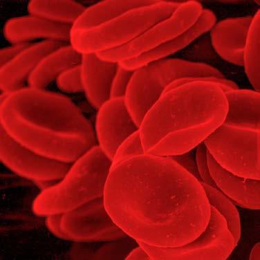 Blood cells Blood is comprised of a heterogeneous population of specialized cells Three major types Leukocytes: Acquired and innate immunity Erythrocytes: Gas transport Thrombocytes: Wound healing