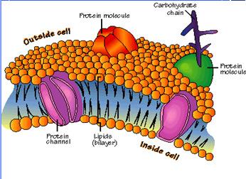 Stored in liver and muscles Cellulose (fiber) Polysaccharide in plants that forms cell walls Very
