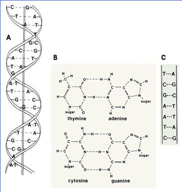 Rungs of ladder = nitrogen bases Adenine (A) pairs with Thymine (T) Guanine (G) pairs with Cytosine (C) Nucleic Acid Nucleic Acids store and transmit