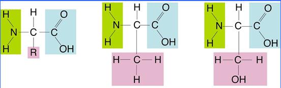 ) Nucleotide = monomers Nitrogen Base Deoxyribose sugar Phosphate 21 22 Proteins Macromolecules containing H, C, and O.