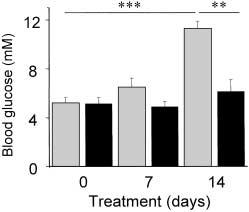Q. Wang et al.: Glucagon-like peptide-1 treatment delays the onset 1265 puncture to placement of tissue in fixative was completed within 5 min.