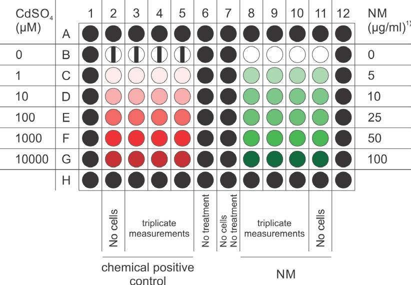 6.6 Application of stimuli Make sure to have final dilutions of NMs as well as CdSO 4 in complete cell culture medium ready. Apply stimuli to all three 96-well plates.