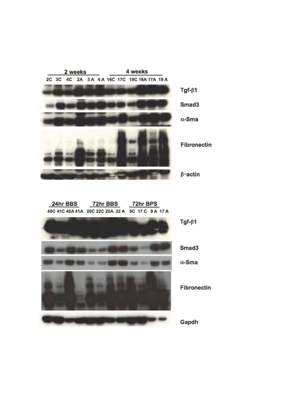 IMPORTANT this page contains unpublished data that should be protected 3. Biomarker expression of animal biopsy specimens by western blot (provided by Nesti partner lab).