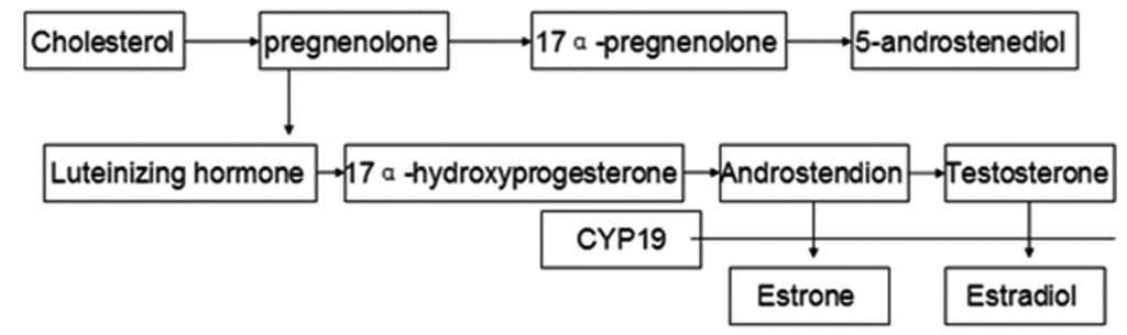 CYP19 gene polymorphisms and breast cancer 8481 estradiol, respectively (Miyoshi et al., 2000; Lee et al., 2003; Song et al., 2006a), and thereby influences the synthesis of estrogen (Figure 4).