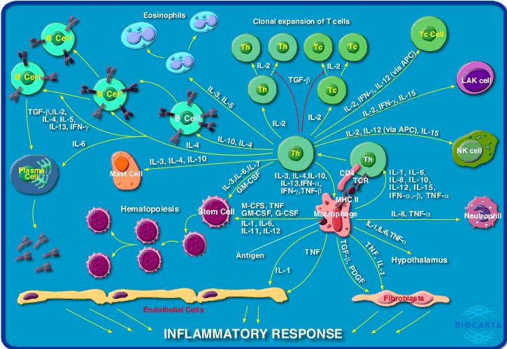 tumour development 1 Inflammation can be a result of cancer.