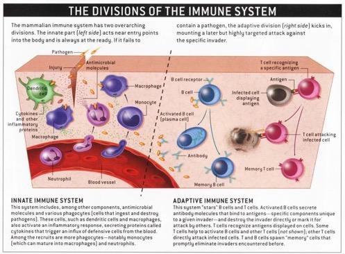 2 - Adaptive Immunity The Division of the Immune System - Macrophages are in the tissues, neutrophils migrate through the blood stream - There s a release of a chemical signal which attracts all the