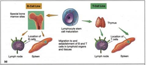 g. externally, could only be characterised by 2 proteins internally, they can t be seen Lymphocytes: B-cells and T-cells - They all come from Lymphocyte stem cells -