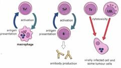 Functions of Lymphocytes - TH 1 interacts with macrophages which ll give it some antigen - TH 2 interacts with B-cells and stimulate
