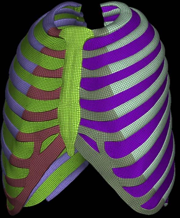 Development of a generic ribcage Based on anatomical data on