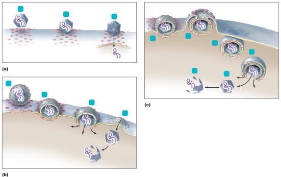 Figure 13.12 Three mechanisms of entry of animal viruses.