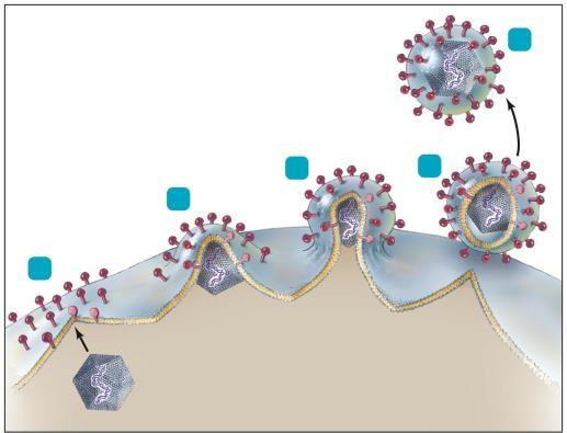 Figure 13.14: The process of budding in enveloped viruses. Budding Causes Persistent infections No envelope?