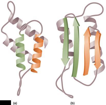 Figure 13.22 The two stable, three-dimensional forms of prion protein (PrP). -helices -pleated sheet Cellular PrP Prion PrP Figure 13.