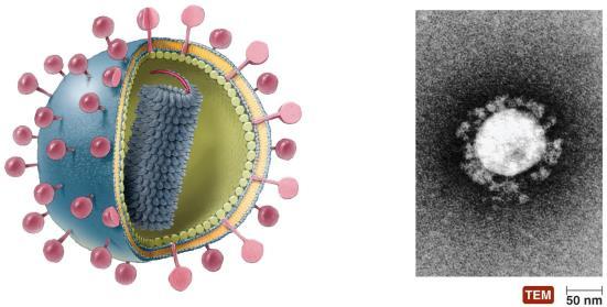 Figure 13.1 Virions, complete virus particles, include a nucleic acid, a capsid, and in some cases an envelope.