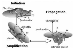 Cell-Based Model of Coagulation Initiation: plasma in contact with TF bearing cells due to break in vessel wall, small thrombin signal Amplification: small thrombin signal binds platelets that have