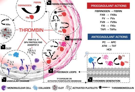 Functions of Thrombin Regulates coagulation: Converts plasminogen to plasmin, which breaks down fibrin clot.