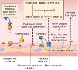 Regulators of Hemostasis Inhibitors of Coagulation - Natural Anticoagulants Antithrombin III (ATIII) Protein C TFPI Thrombomodulin Robins & Cotran. Pathologic Basis of Disease. Fig 4.10, 9 th edition.