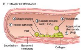 Primary hemostasis The final outcome of primary hemostasis is a platelet plug Platelet