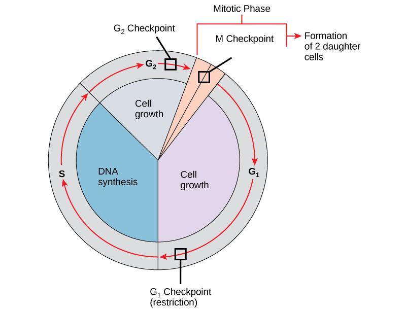 OpenStax-CNX module: m56084 11 Figure 5: The cell cycle is controlled at three checkpoints. Integrity of the DNA is assessed at the G 1 checkpoint.