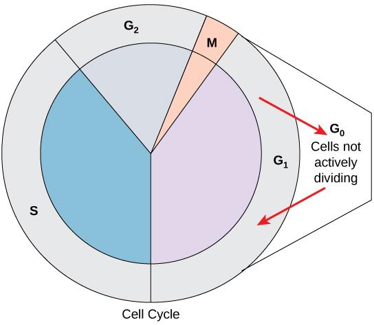 OpenStax-CNX module: m56084 9 3 G 0 Phase Not all cells adhere to the classic cell-cycle pattern in which a newly formed daughter cell immediately enters interphase, closely followed by the mitotic