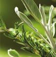 19 Sodium: good choices Fresh herbs and