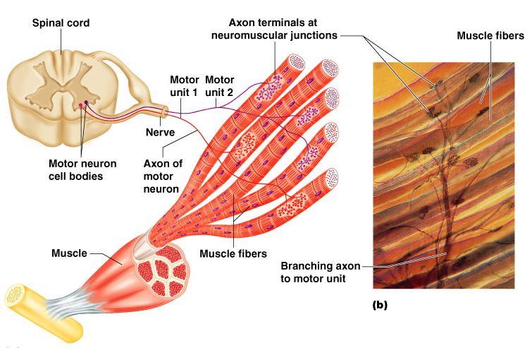 Skeletal Muscles Irritability & contractility Motor neurons & motor units Muscle cells have two important and unique properties: They are irritable and they are contractile.
