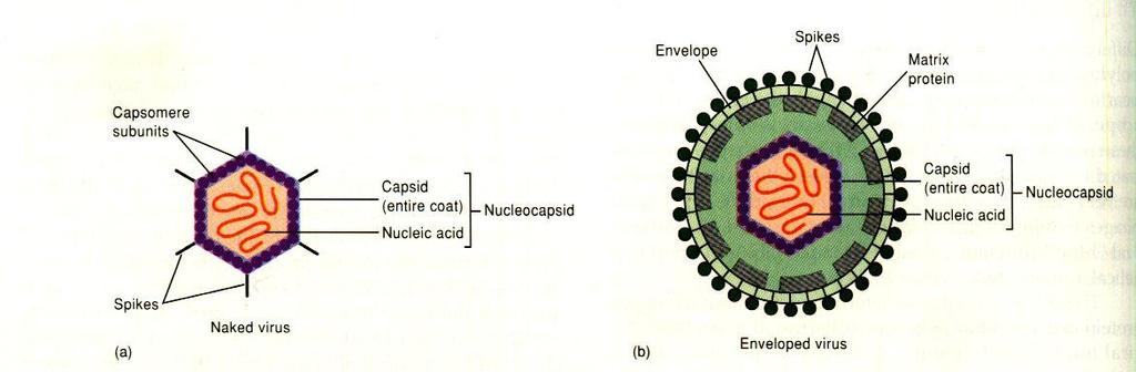 Structure of viruses A naked, not containing an envelope