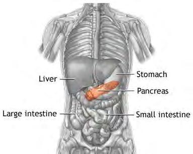 Objectives Where is the pancreas and what does it