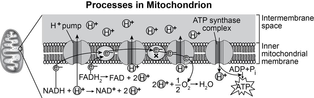 5. The diagram below shows the processes occurring in and around the inner mitochondrial membrane. Based on the diagram, which question best investigates a factor that affects the processes shown?
