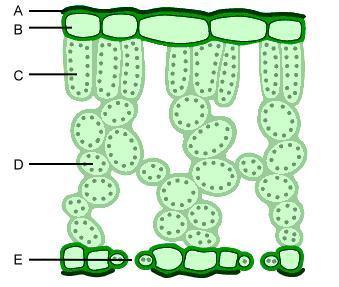 6. What tissue allows gases in and out of a plant leaf? Stomata 7. Label parts A E. A Waxy layer B Upper epidermis C Palisade cell D Spongy Cell E Stomata B2.3.1 Photosynthesis 1.