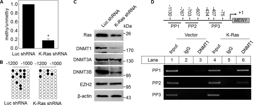 FIGURE 3. K-Ras increases the MEN1 promoter DNA methylation via DNMTs.