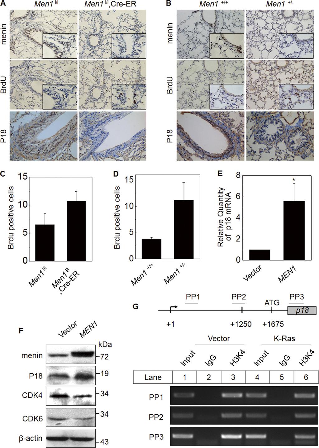FIGURE 5. Men1 KO promotes lung epithelial cell proliferation.