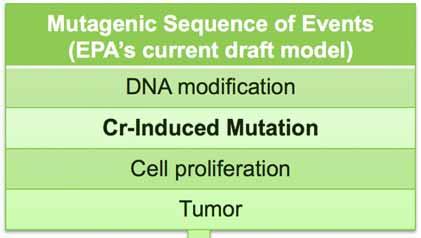 PBPK Saturation of reduction Model Villous cytotoxicity Crypt Cell Proliferation Spontaneous Mutation Tumor Risk Assessment 35 Tumor Response